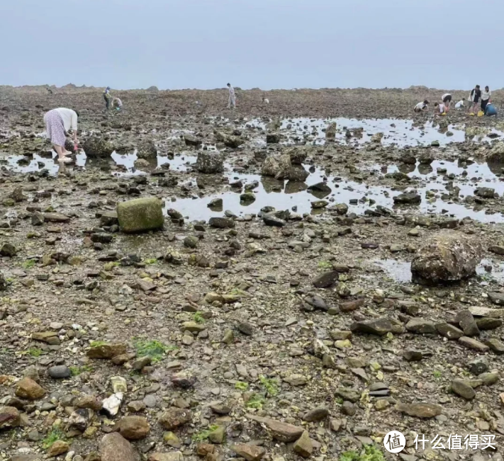 亲测有货，养马岛附近六个赶海绝佳位置