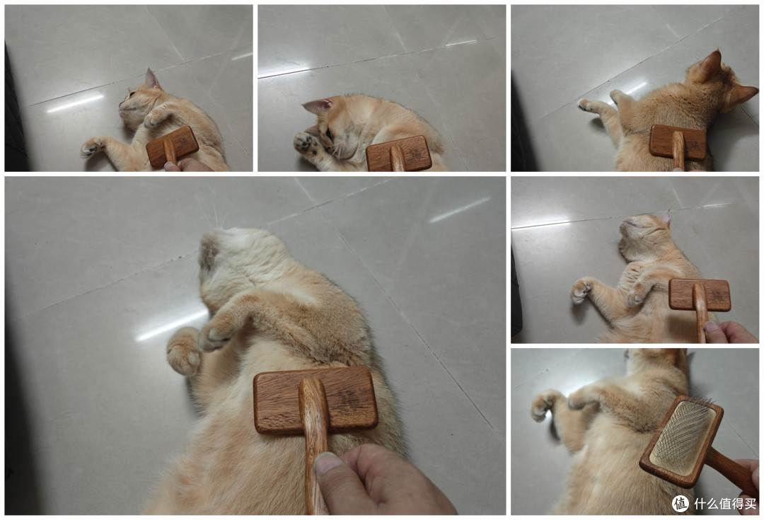 你们想不到,为减少猫掉毛我用了七种‘’武器‘’