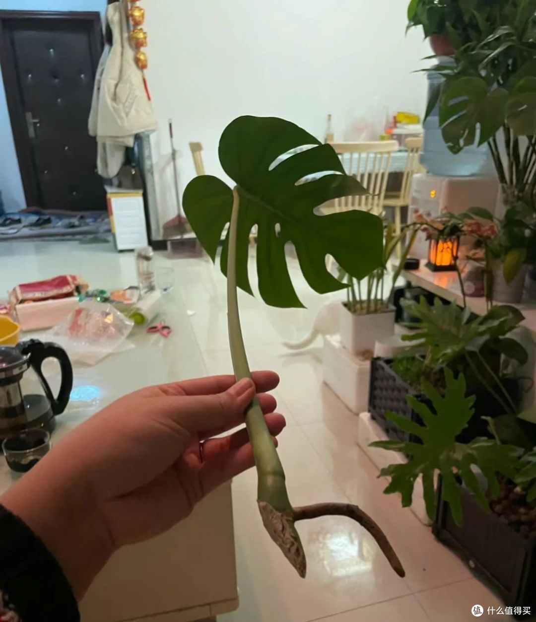 趁着“中伏天”赶紧扦插“4种花”,一插一大盆,错过等明年