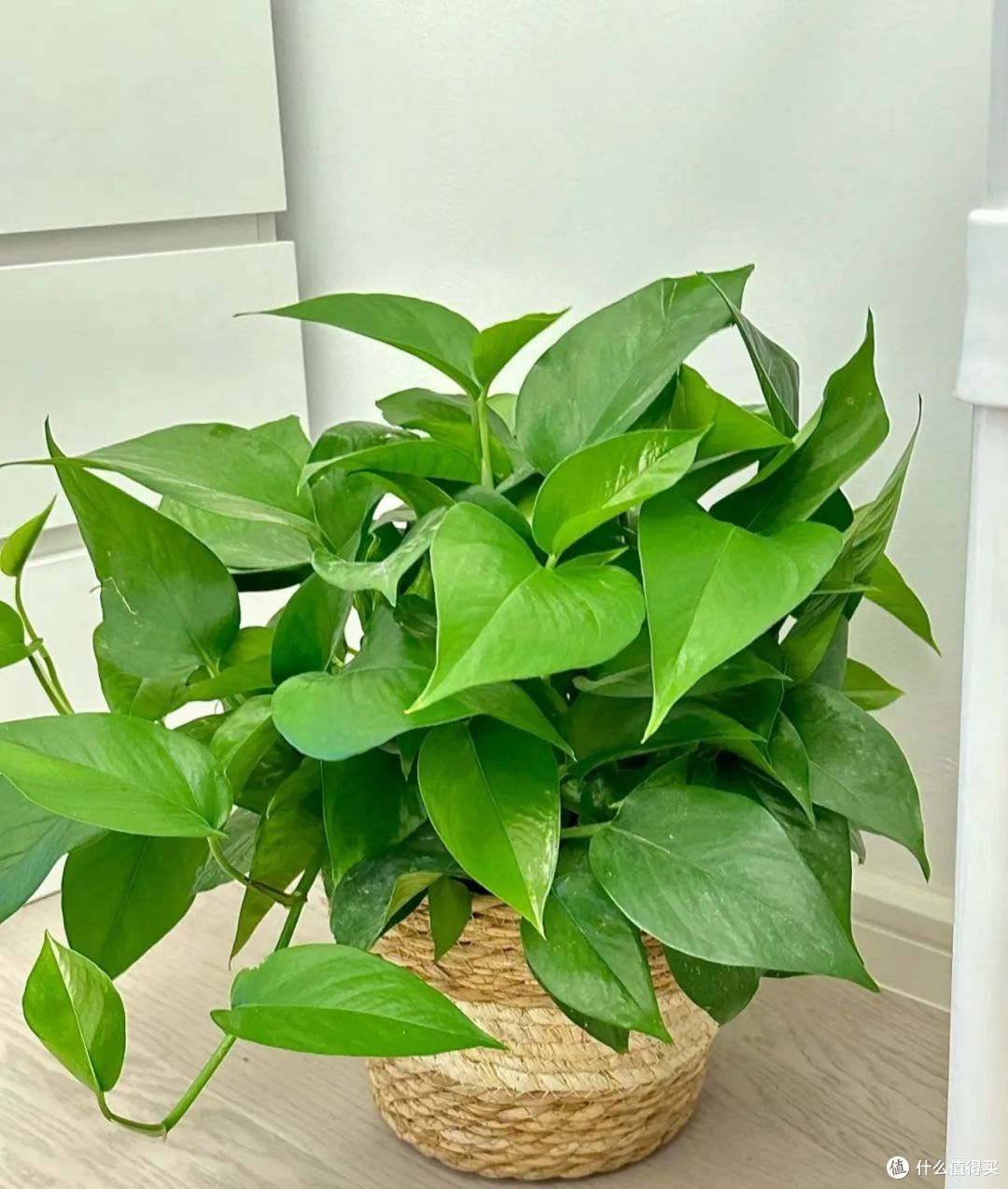 趁着“中伏天”赶紧扦插“4种花”,一插一大盆,错过等明年