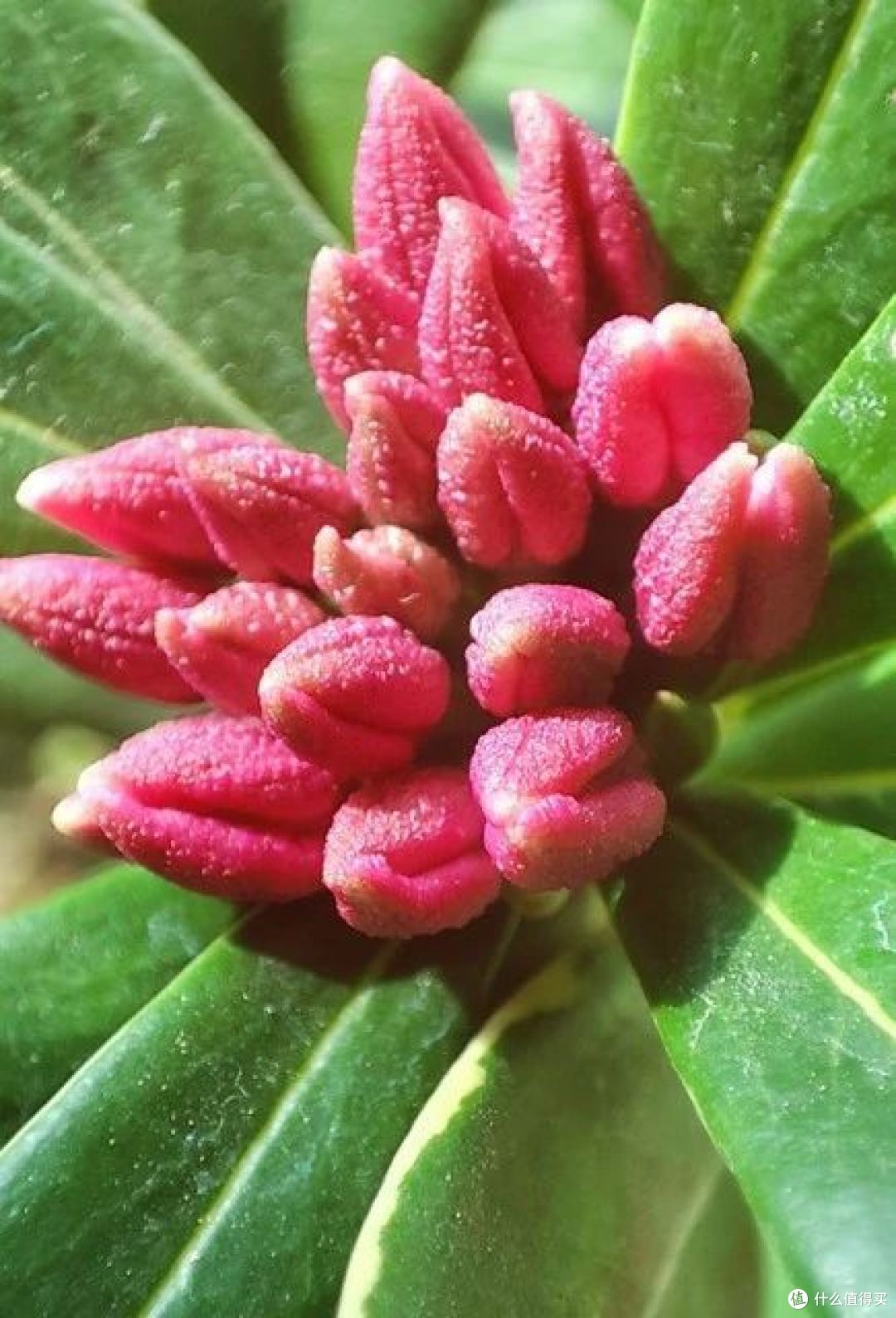 8月,这7种花千万“不要剪”,否则只见枝叶不见花