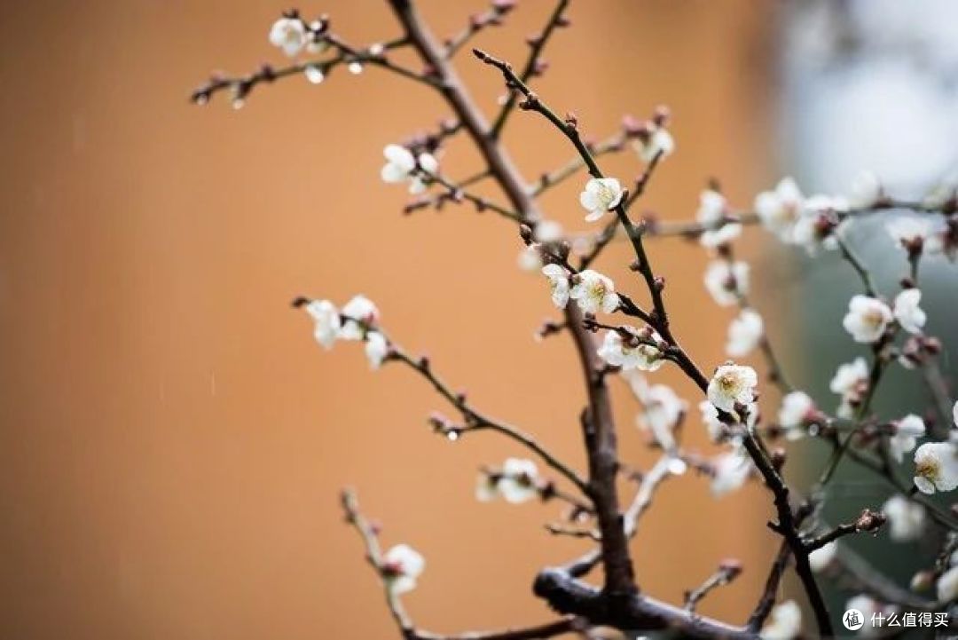 8月,这7种花千万“不要剪”,否则只见枝叶不见花