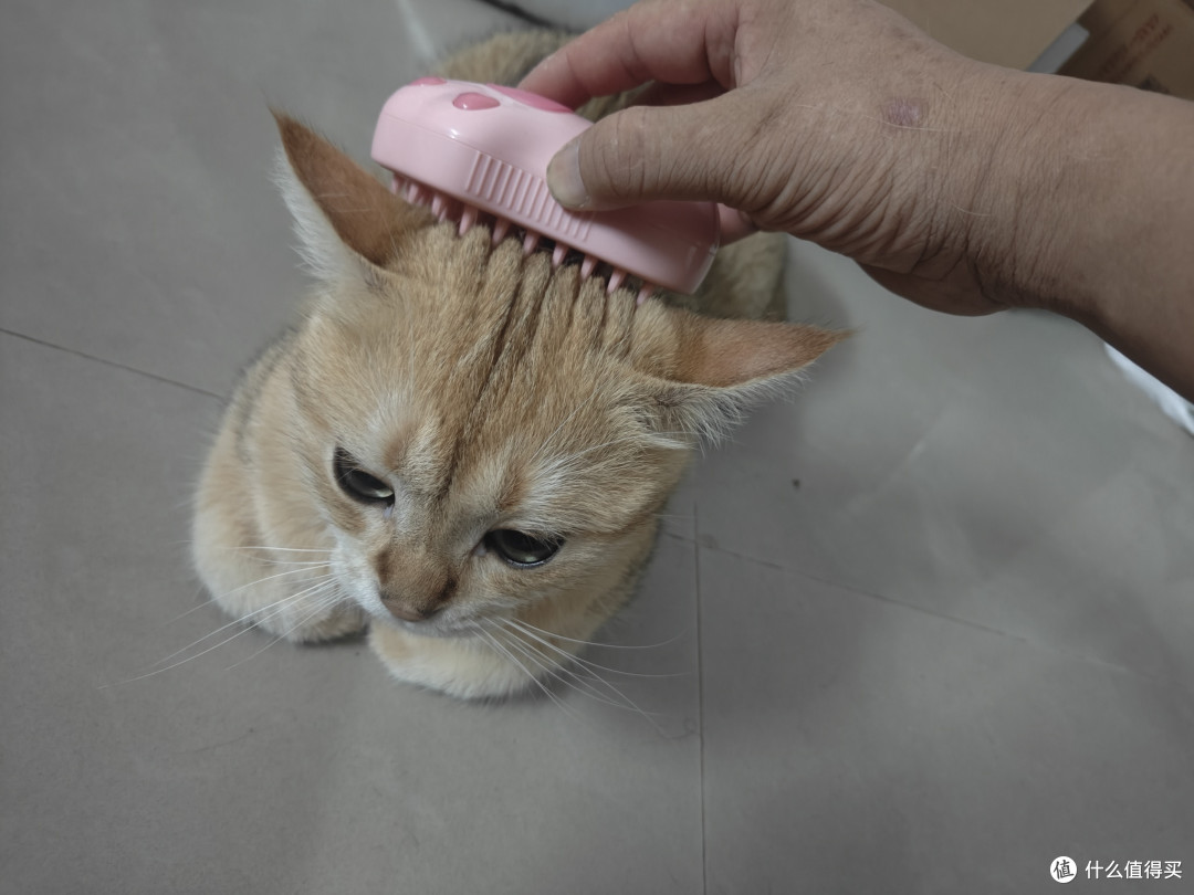 你们想不到,为减少猫掉毛我用了七种‘’武器‘’