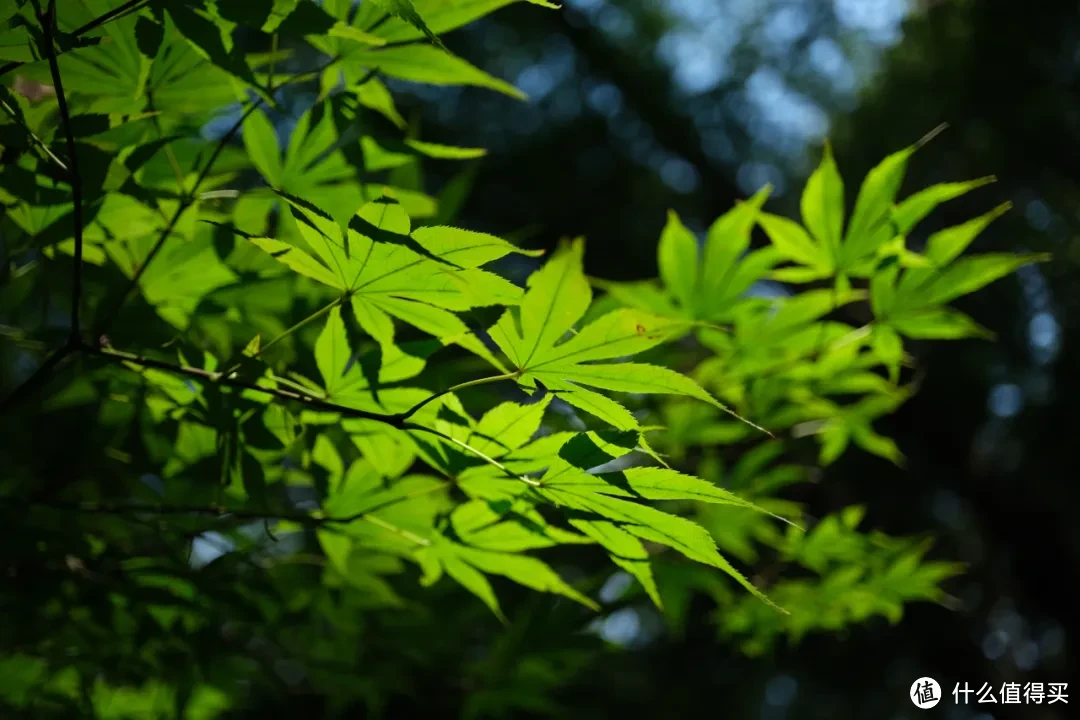 富士用户必入的标准镜头！色彩简直太毒了，甚至还能拍微距...