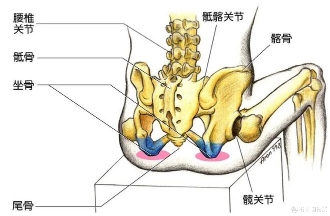久坐族看过来,守护“生命之柱”,腰椎功能锻炼操运动起来吧