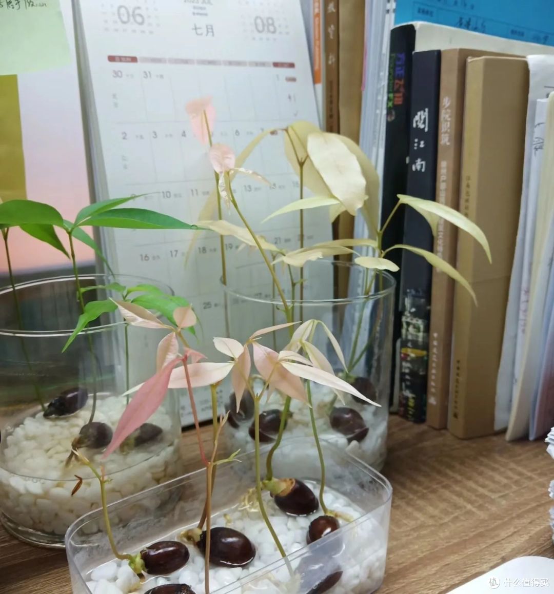 我在工位上“水培水果”,同事争相效仿,老板:送我一盆