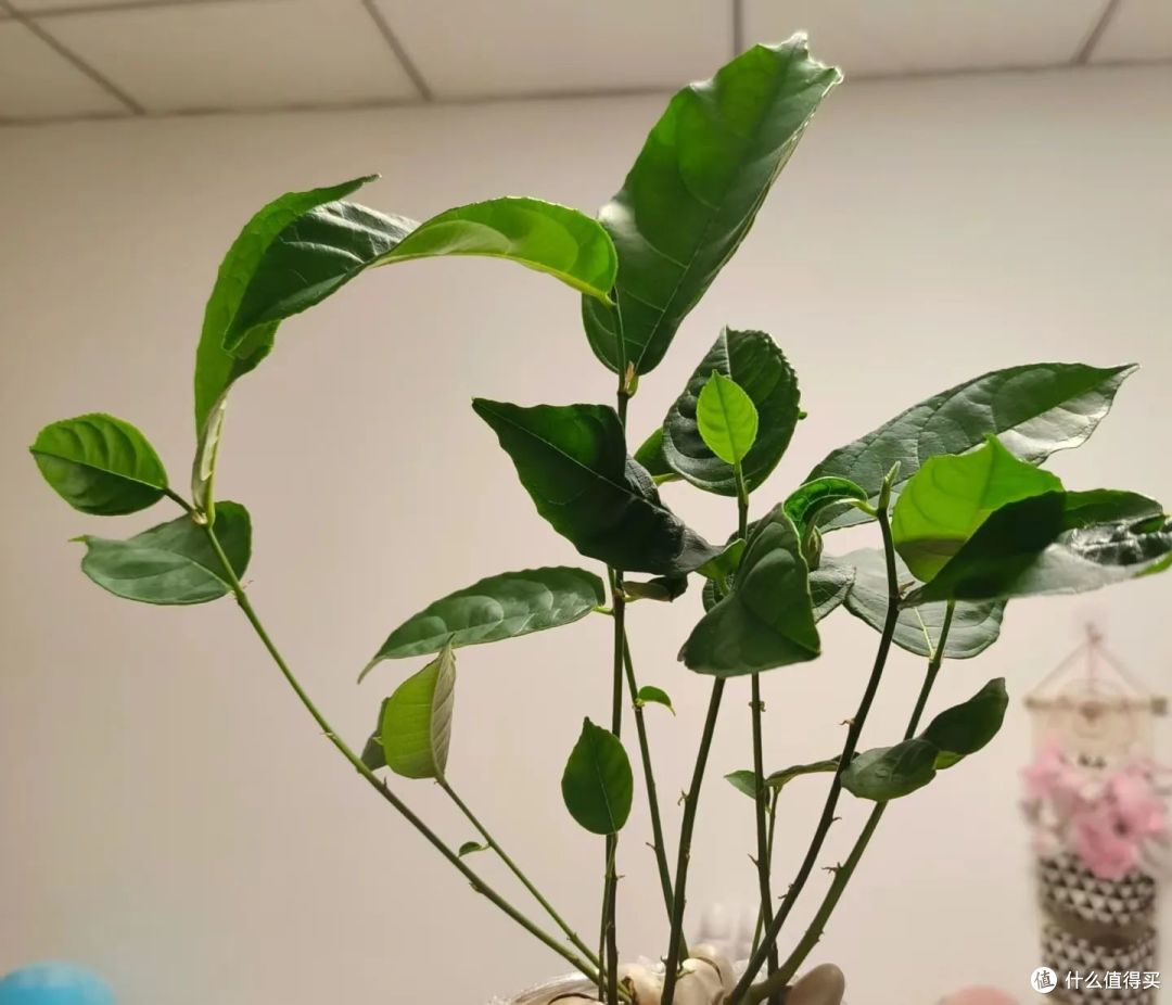 我在工位上“水培水果”,同事争相效仿,老板:送我一盆
