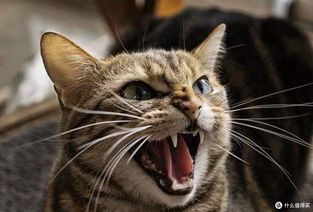 为了养猫负债累累,真的值得吗?