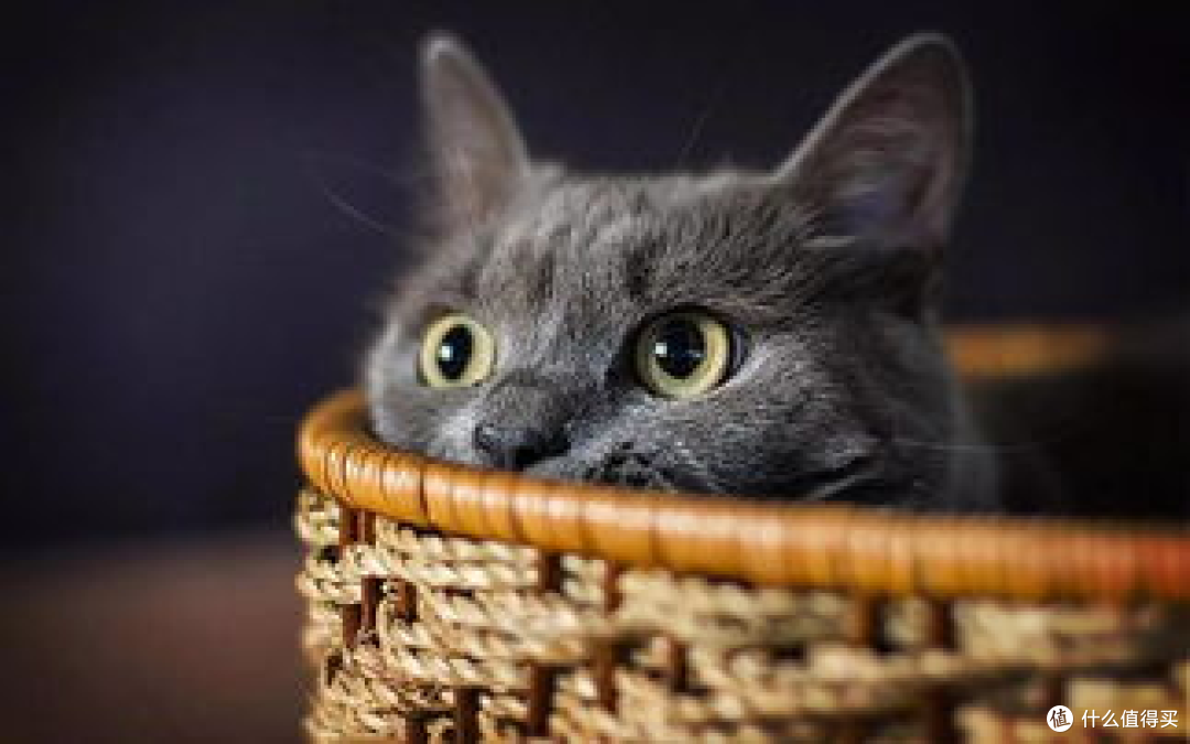 为了养猫负债累累,真的值得吗?