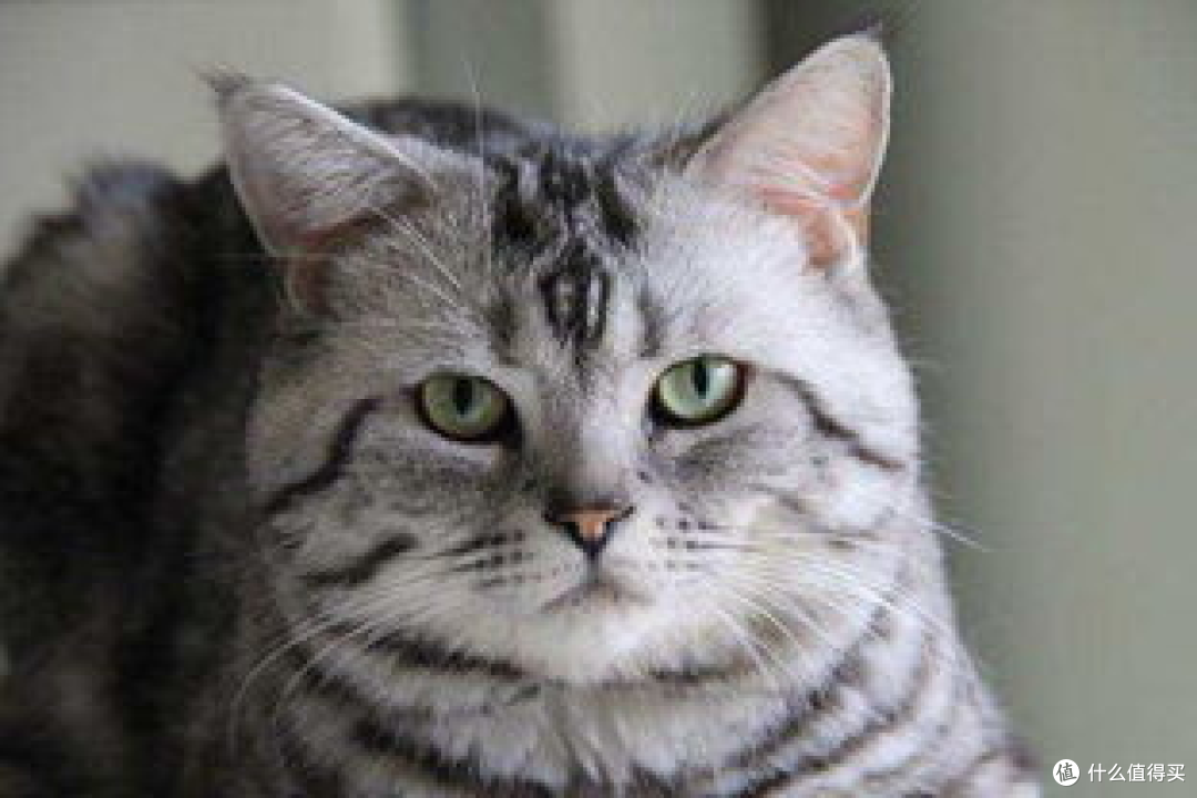 为了养猫负债累累,真的值得吗?