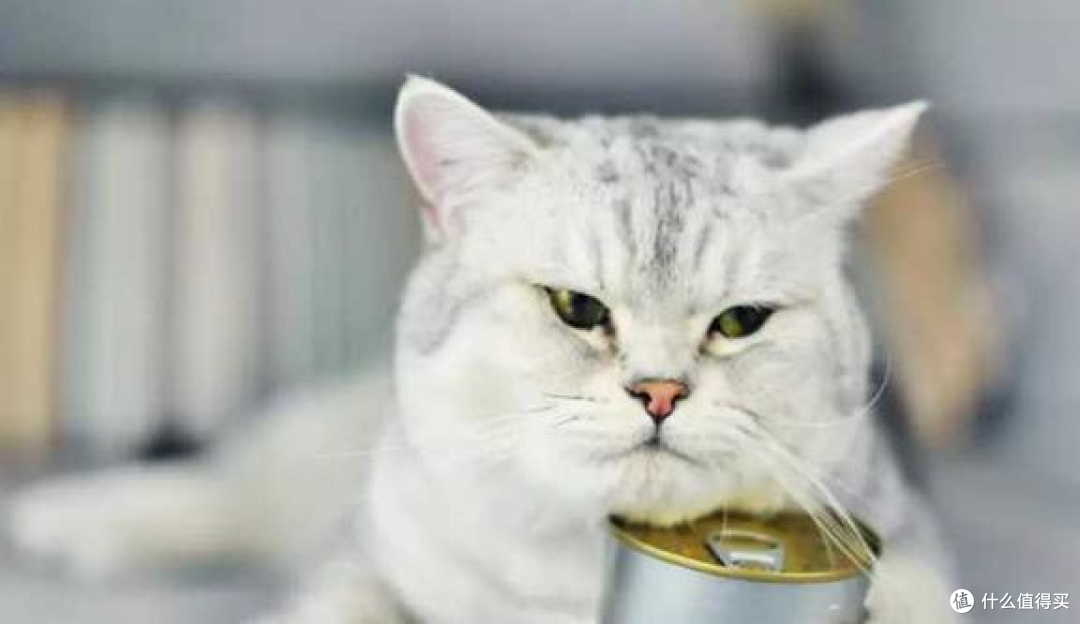 为了养猫负债累累，真的值得吗？