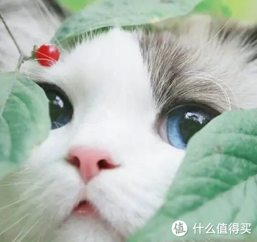 为什么养了一只猫以后，就会接二连三的养猫？