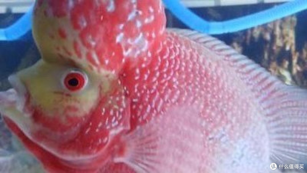 罗汉