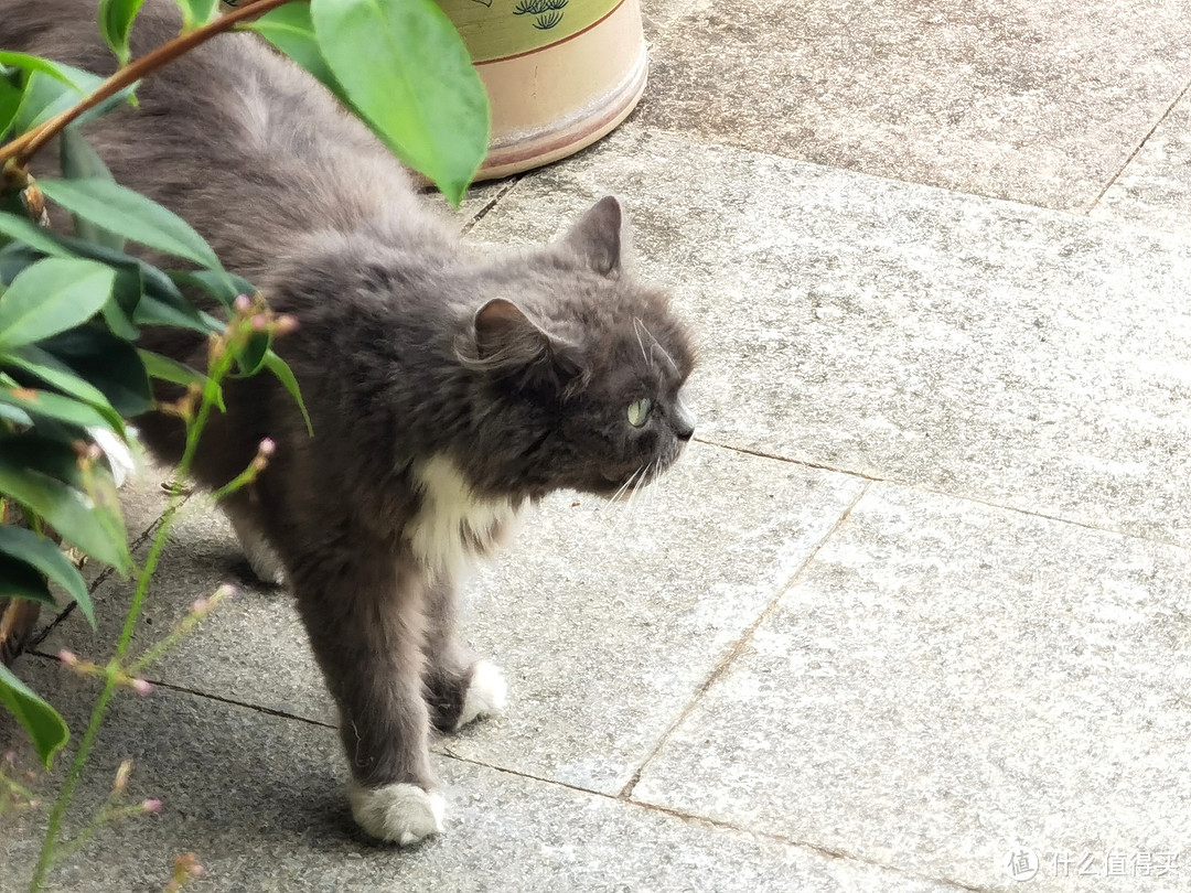 与喂养了大半个月的流浪猫的第一次亲密接触