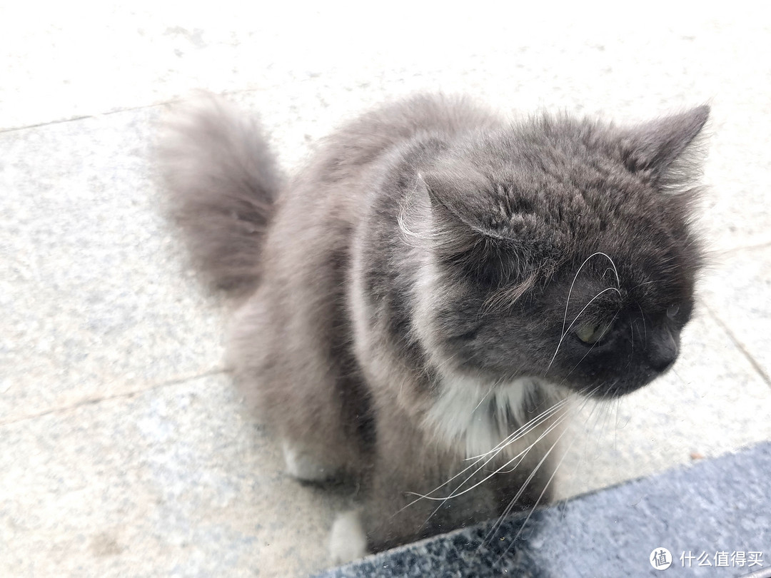 与喂养了大半个月的流浪猫的第一次亲密接触