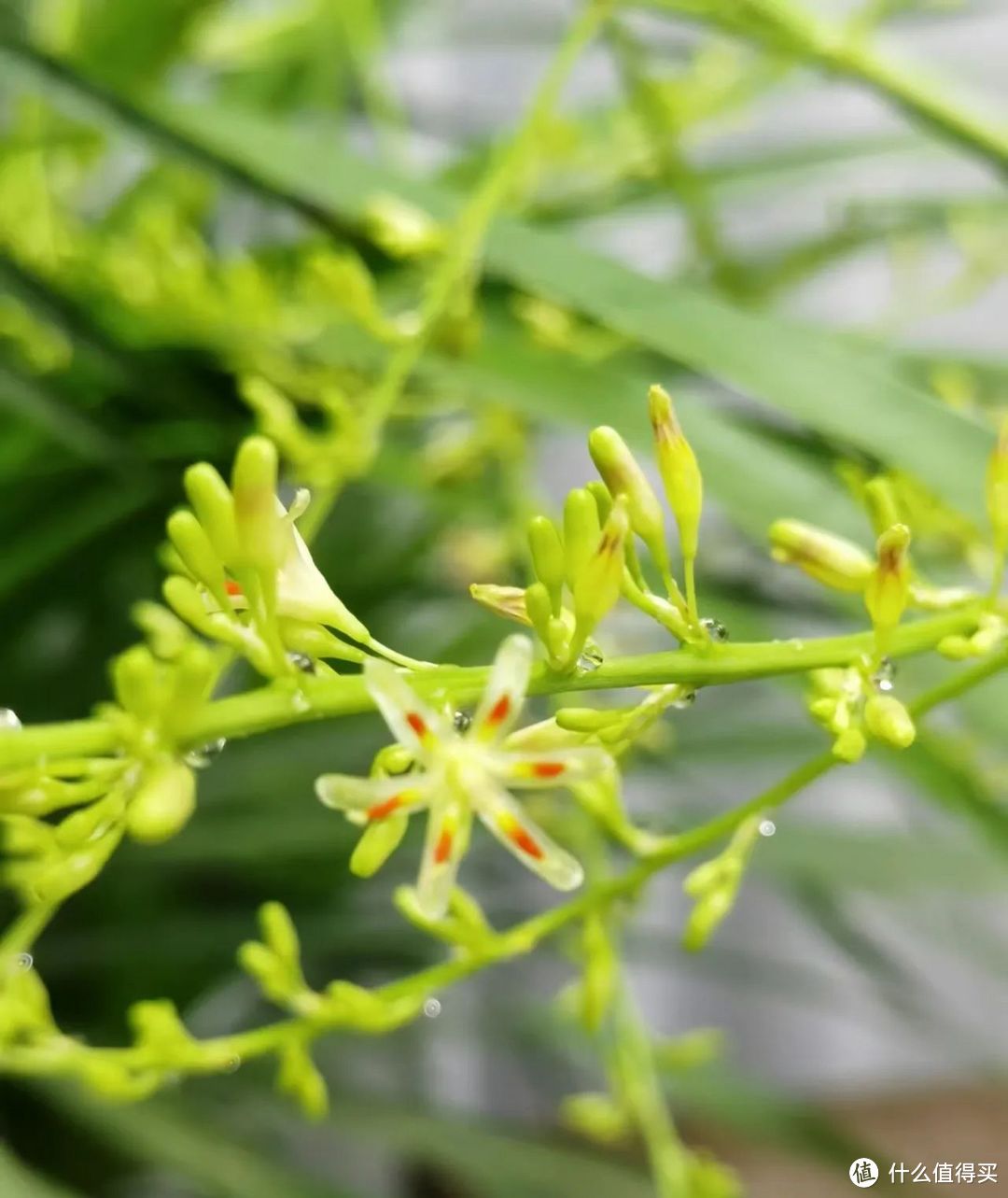 “客厅见花，兴旺发达”，这5种花，家中养一盆，好看又吉利