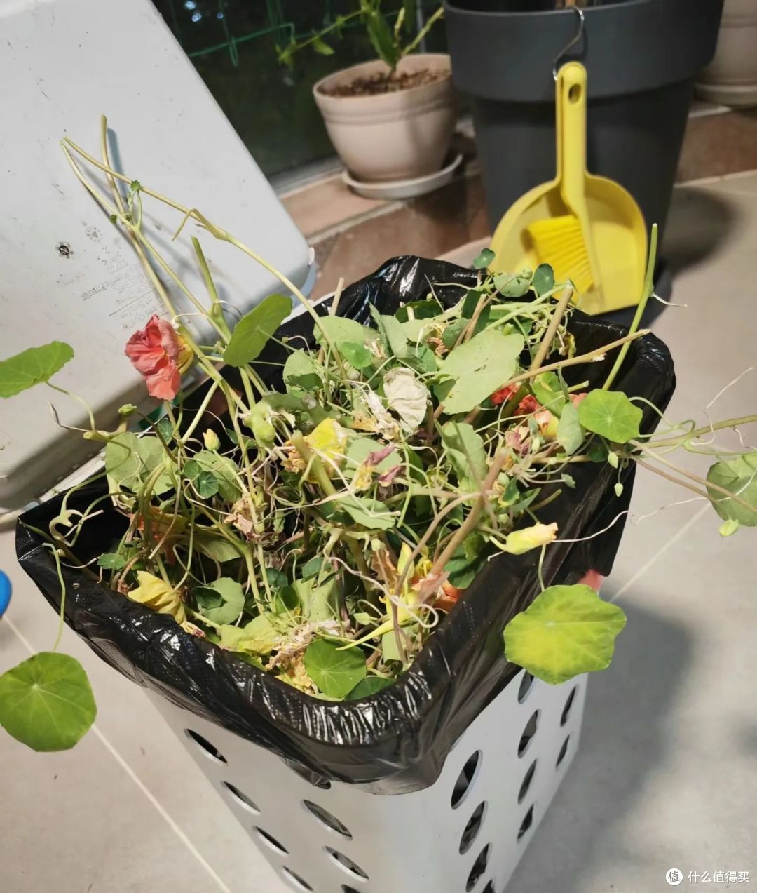 立秋后,这7种花赶紧“剃光头”,剪的狠长得旺,千万别舍不得!