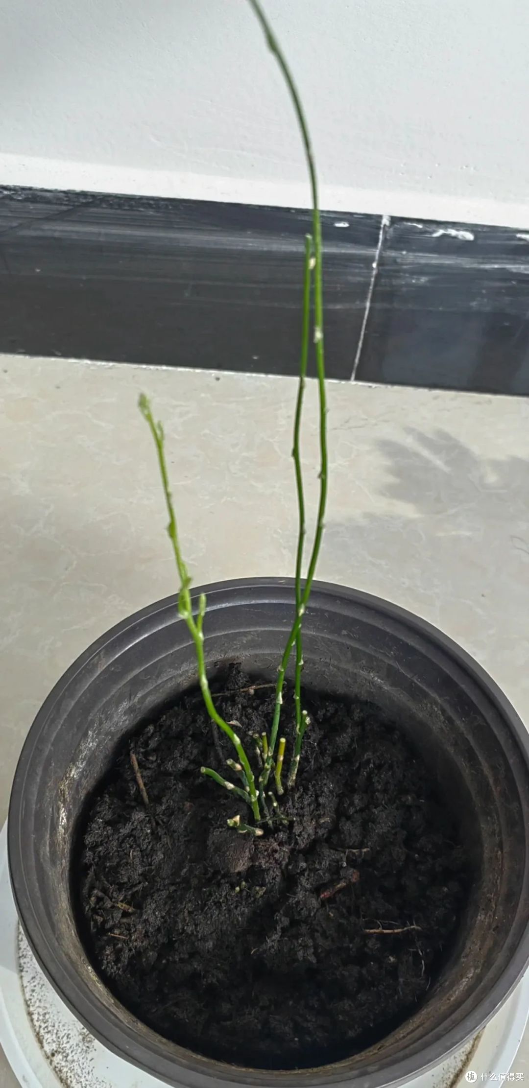 立秋后,这7种花赶紧“剃光头”,剪的狠长得旺,千万别舍不得!