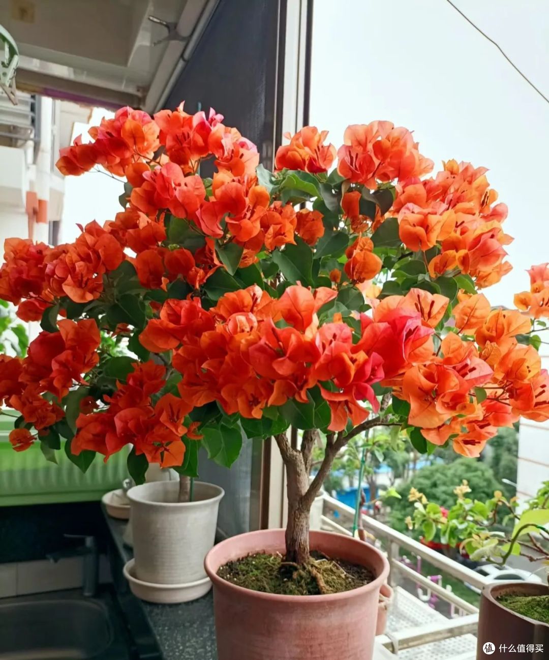 立秋后,这7种花赶紧“剃光头”,剪的狠长得旺,千万别舍不得!