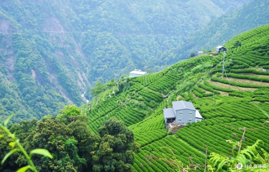 浅谈台湾冻顶乌龙(高山乌龙)的花果香高山冷韵