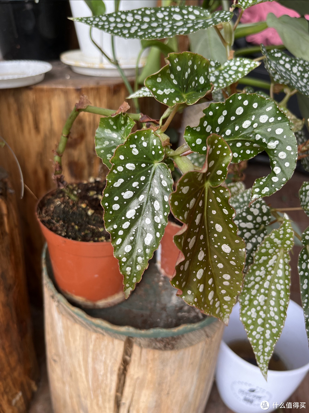 秋海棠-耐看植物