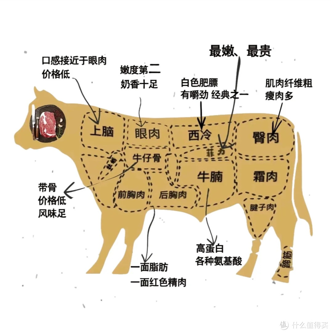 牛肉位置图解图片