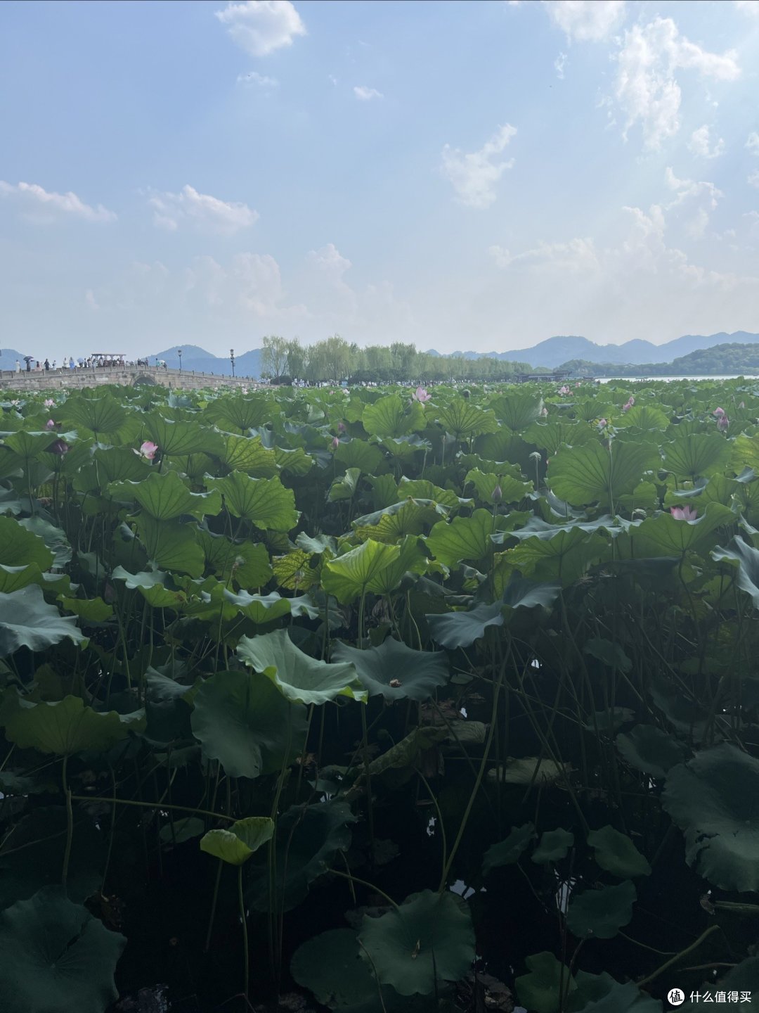 42°的高温天气,我们还是去了一趟杭州西湖!