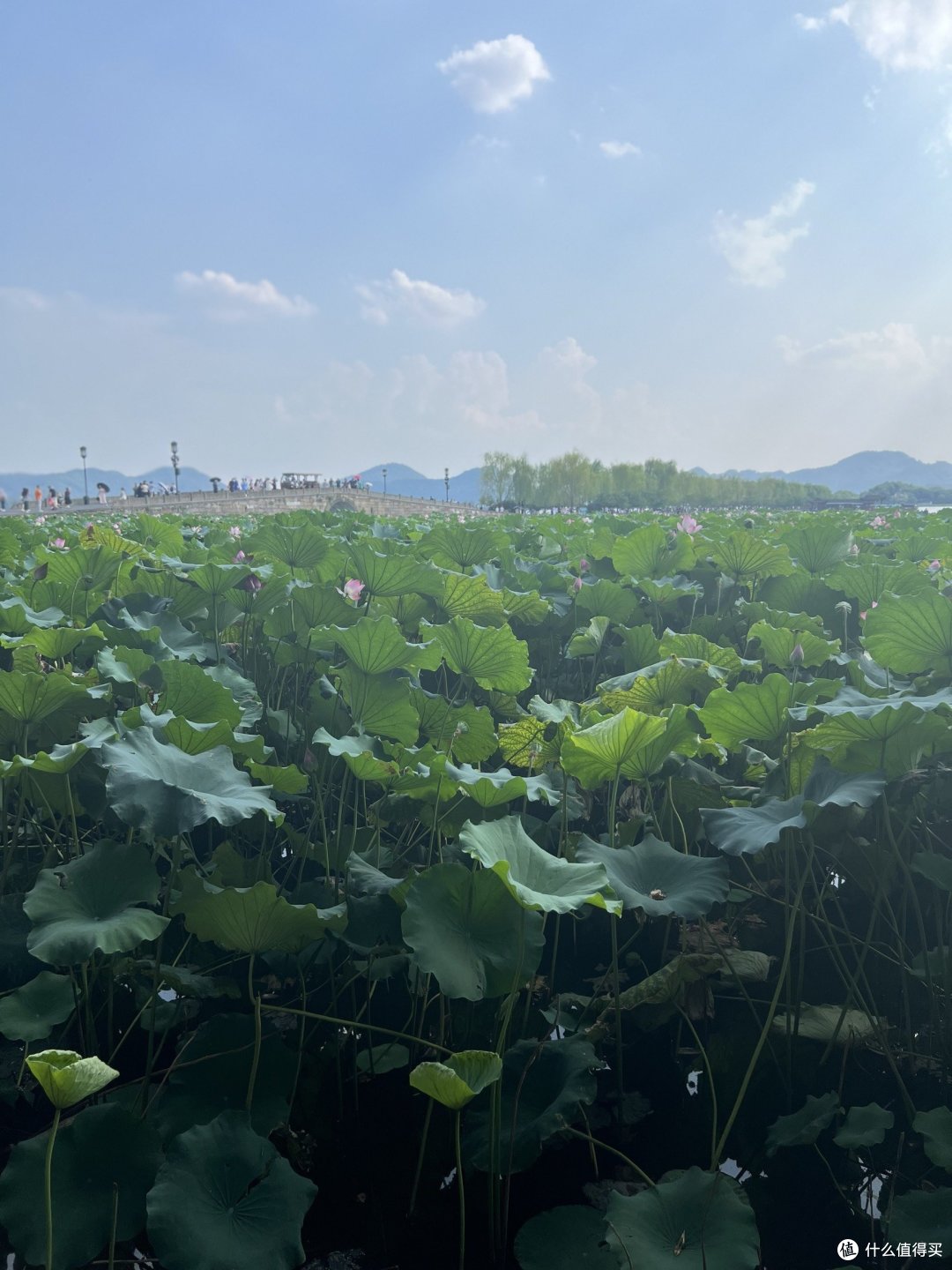 42°的高温天气,我们还是去了一趟杭州西湖!