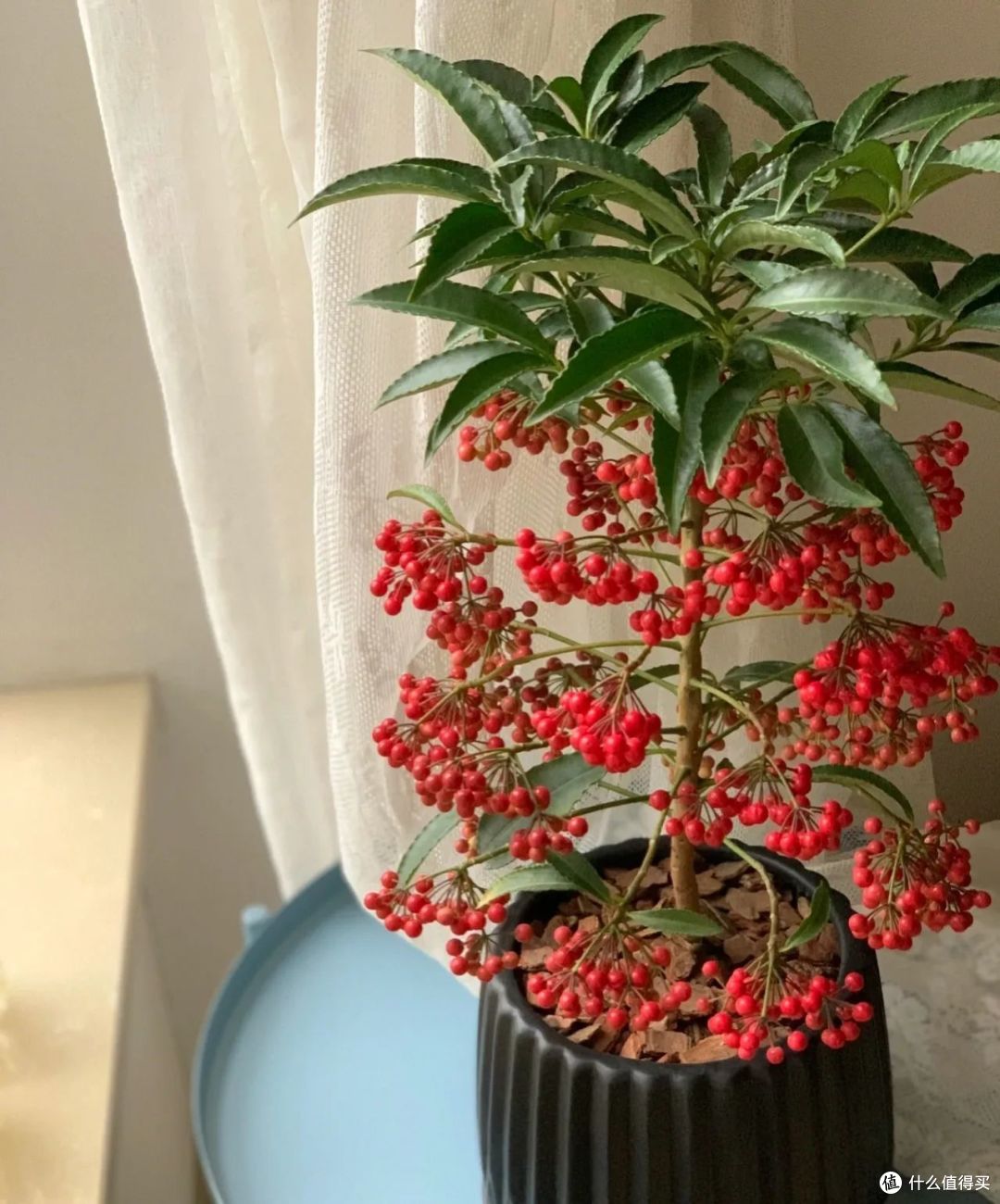 “家养旺宅花,兴旺又发达”,这“5种”花,家中一养,兴旺发达
