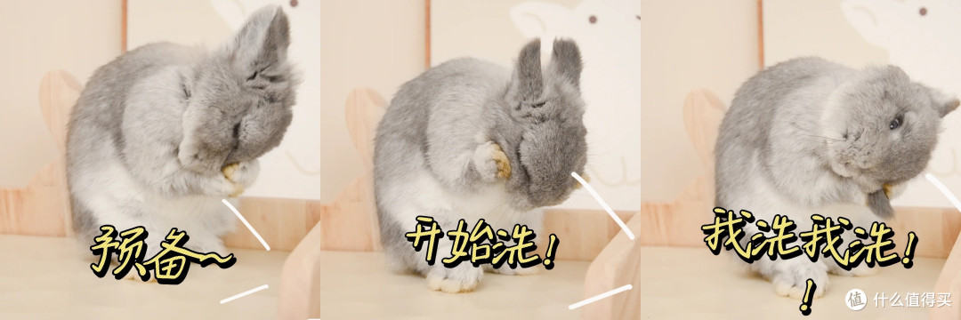 我们小兔真不臭!为什么有人养的臭臭的?来看养兔防臭攻略!