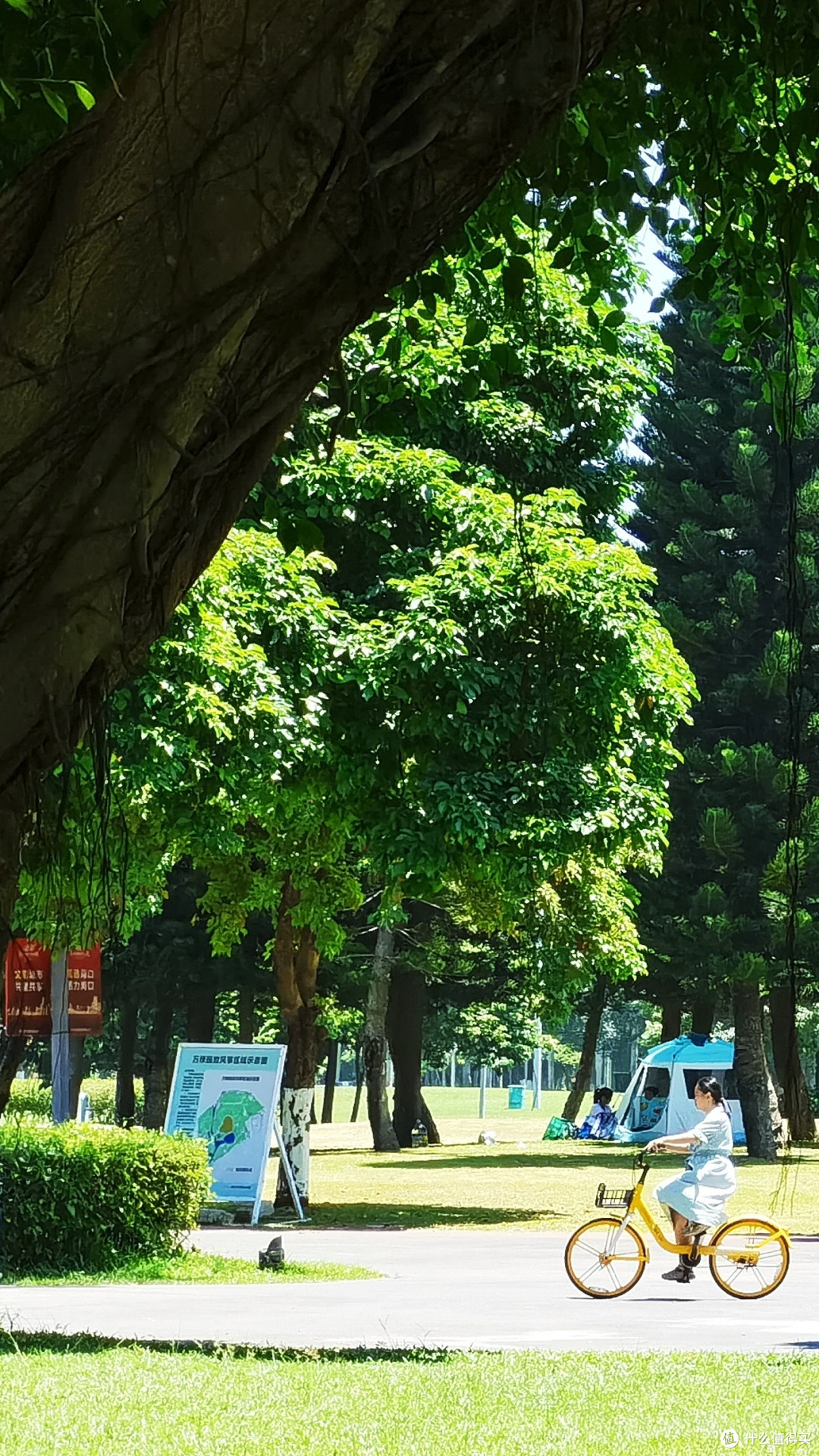 万种绿,百般艳,海口人的松弛感都藏在这免费海滨公园了--打卡海口万绿园