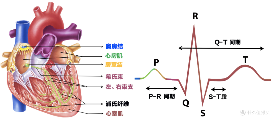 30岁以下发病率超15.3%!心脑血管疾病找上门了?谈谈互联网诊疗背景下—乐普 ER1如何做心电管理