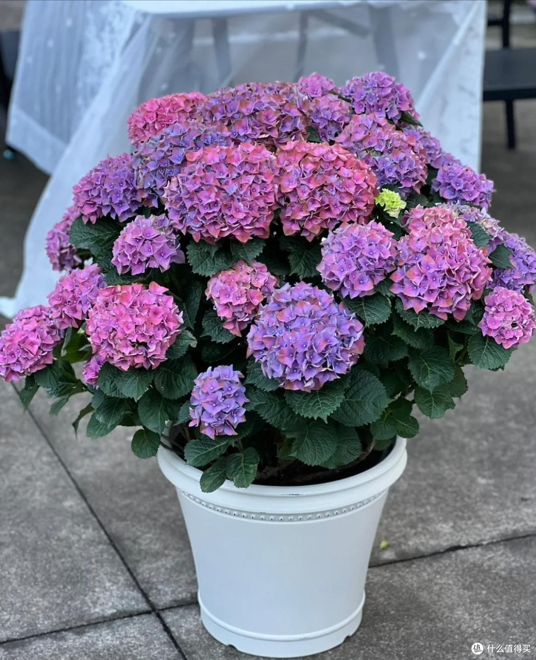 这四种花适合夏天养,错过又要等一年,看看你家里有吗?