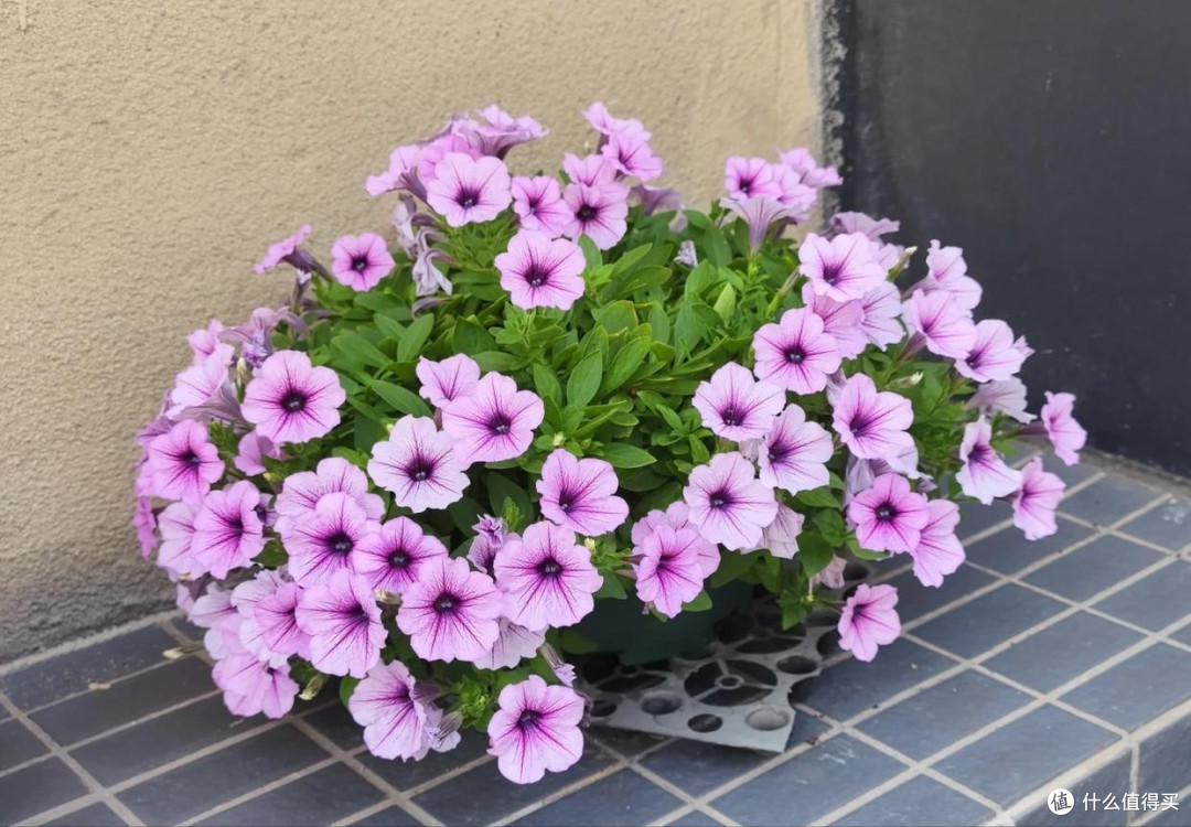这四种花适合夏天养,错过又要等一年,看看你家里有吗?