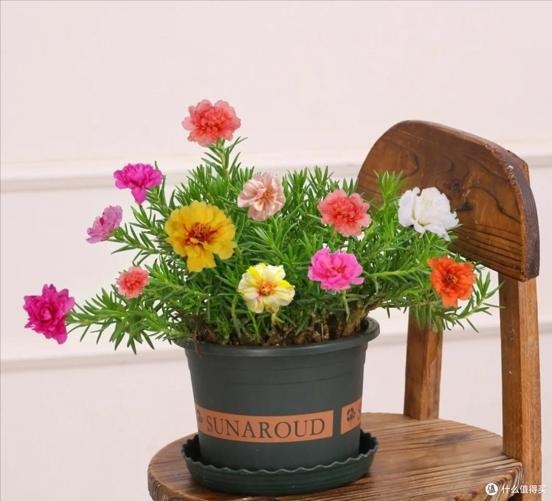 这四种花适合夏天养,错过又要等一年,看看你家里有吗?