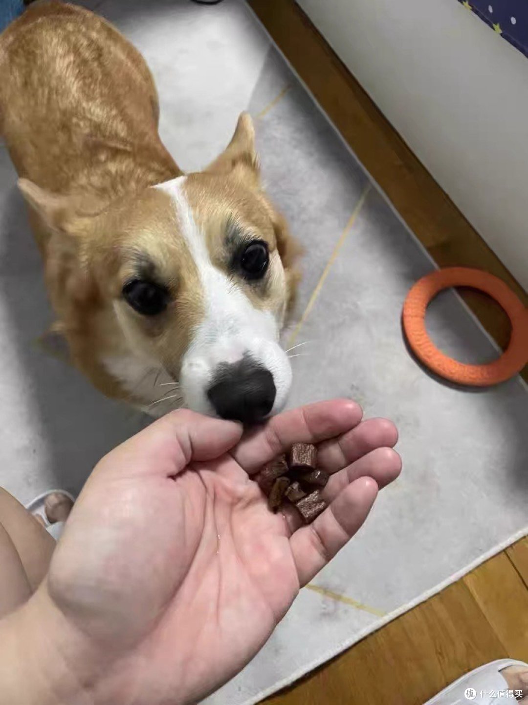 自制狗狗磨牙棒