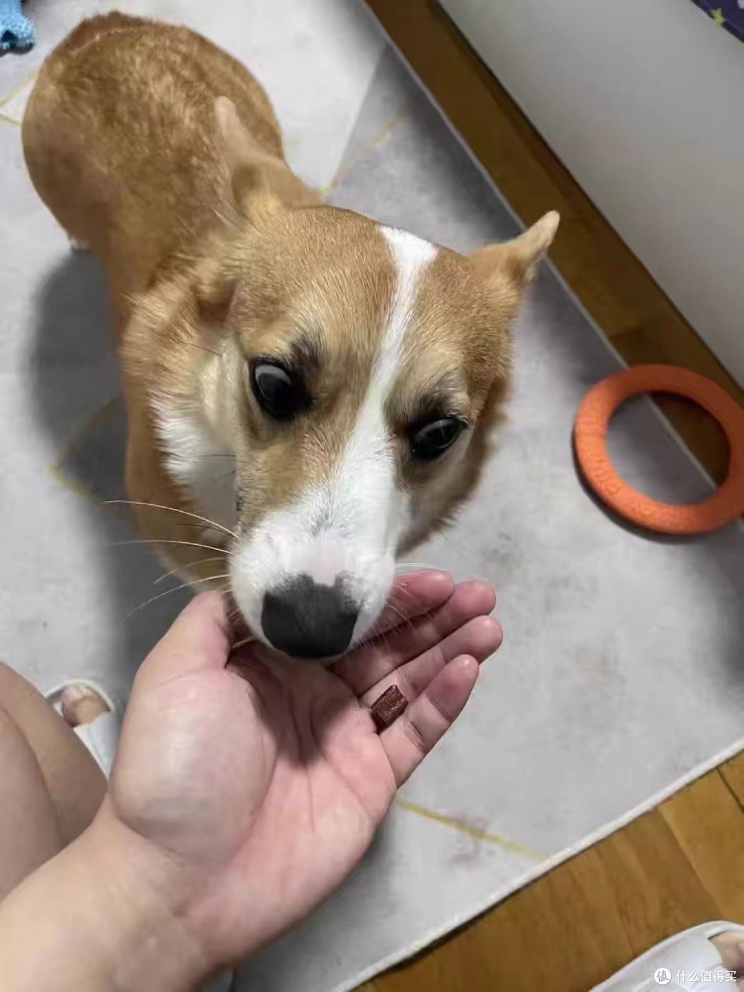 自制狗狗磨牙棒