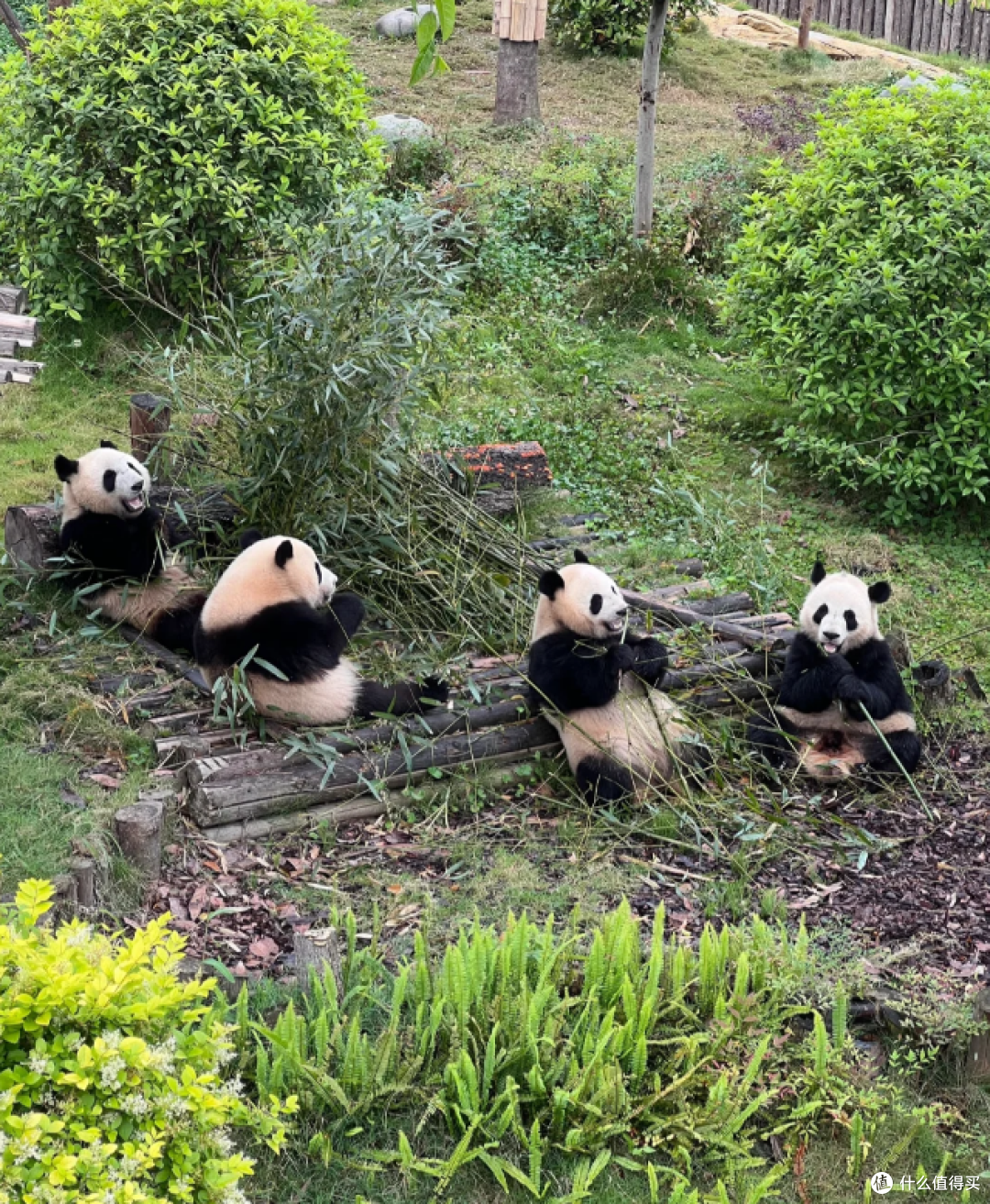 暑假成都旅游攻略这样打卡网红景点防踩雷‼️‼️‼️