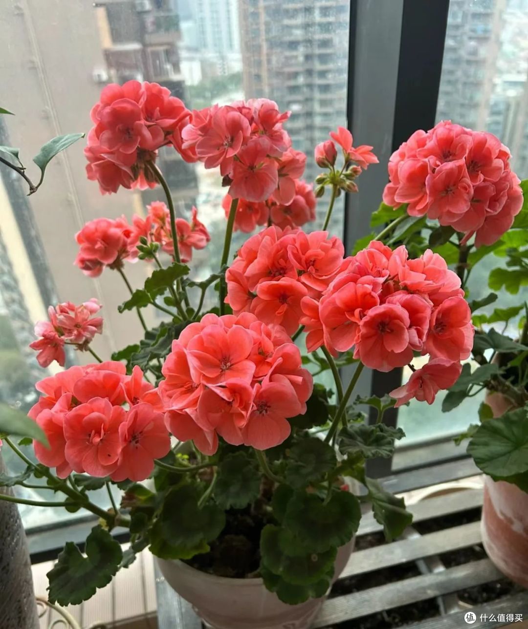 养花30年,发现12种花立秋后扦插,“沾土生根”,简单!