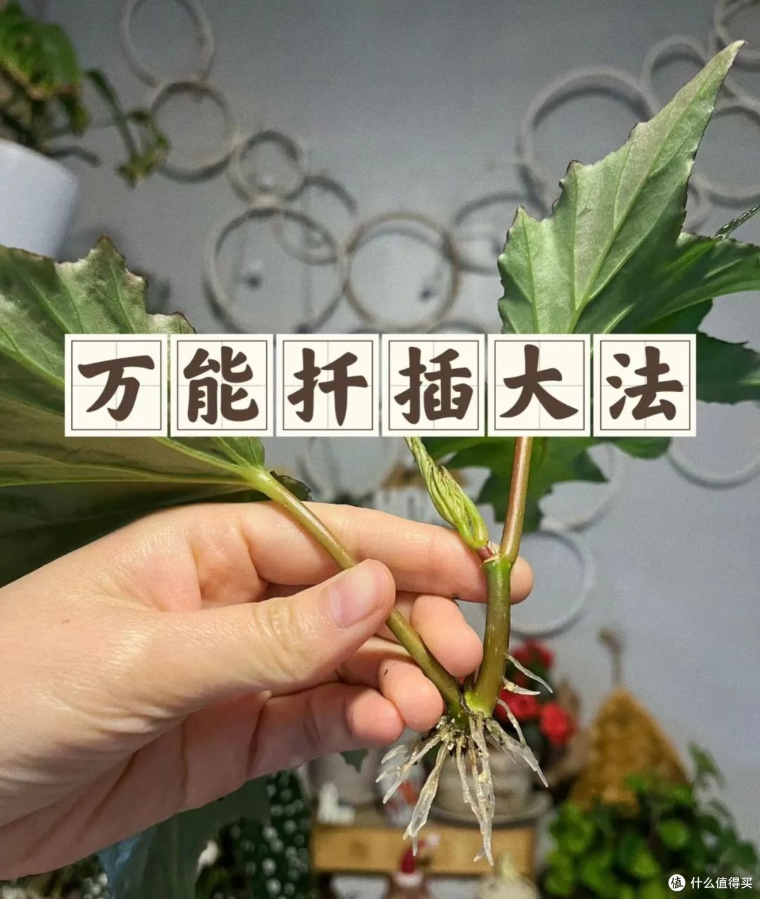 养花30年,发现12种花立秋后扦插,“沾土生根”,简单!