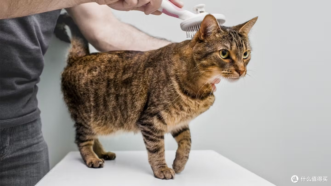 新手猫奴指南 —— 第一次养猫的注意事项!