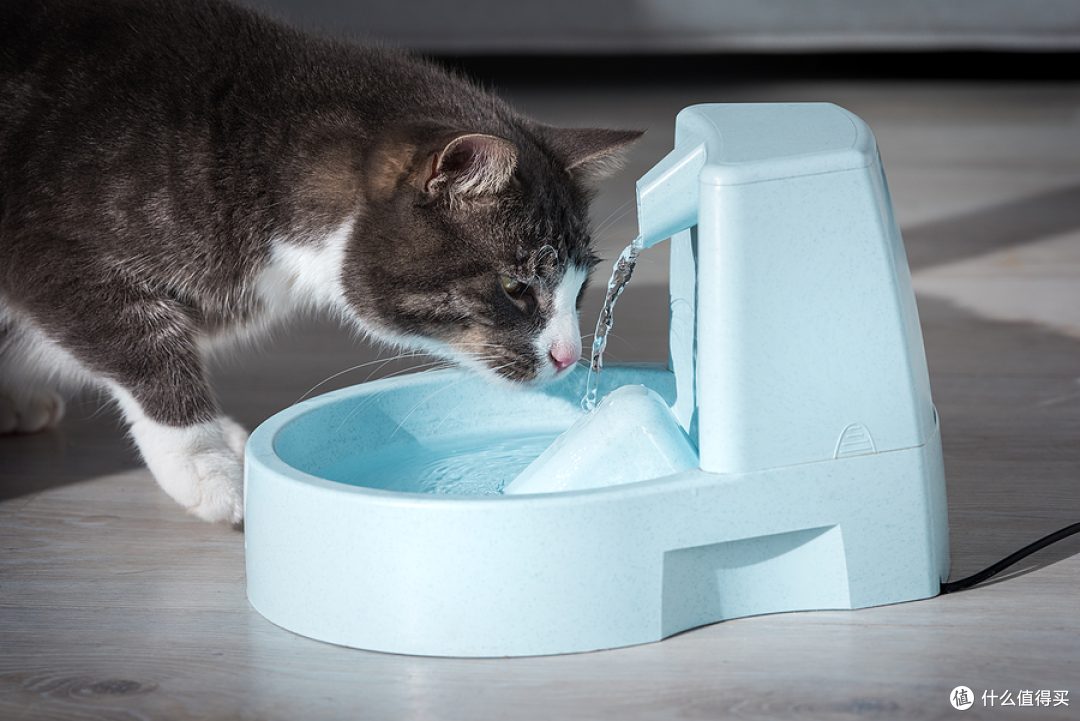 新手猫奴指南 —— 第一次养猫的注意事项!