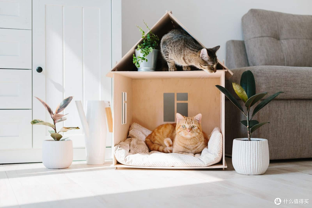 新手猫奴指南 —— 第一次养猫的注意事项!