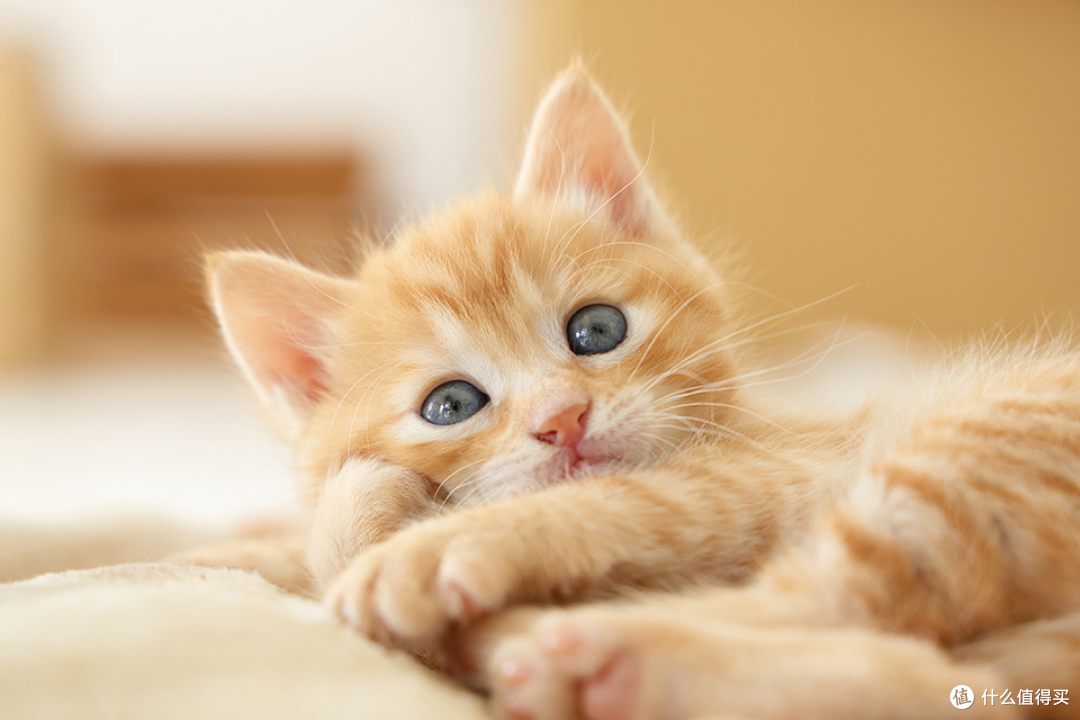 新手猫奴指南 —— 第一次养猫的注意事项!