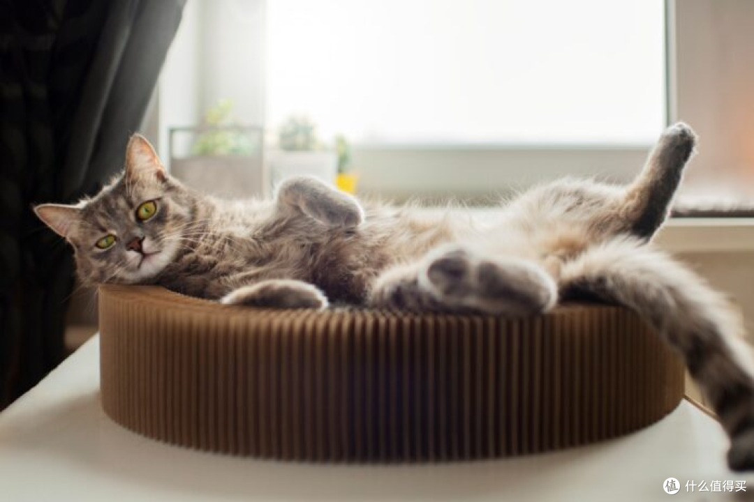 新手猫奴指南 —— 第一次养猫的注意事项!
