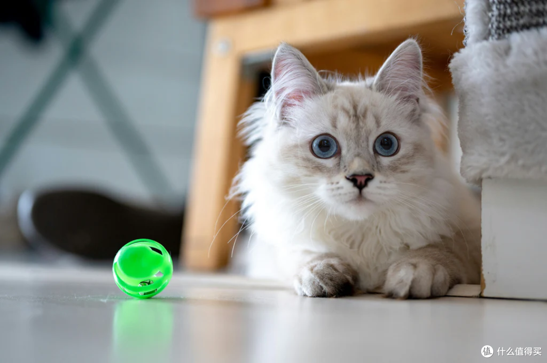 新手猫奴指南 —— 第一次养猫的注意事项!