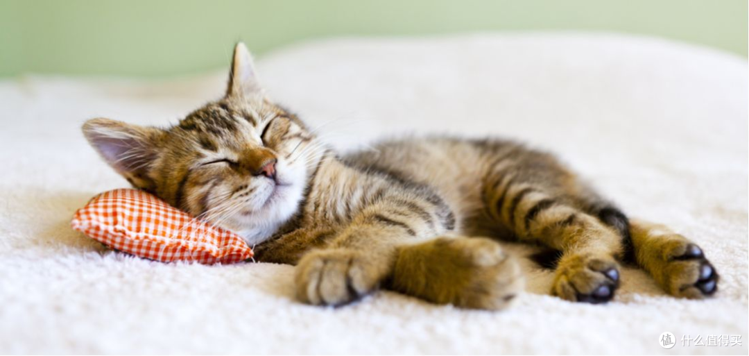 新手猫奴指南 —— 第一次养猫的注意事项!