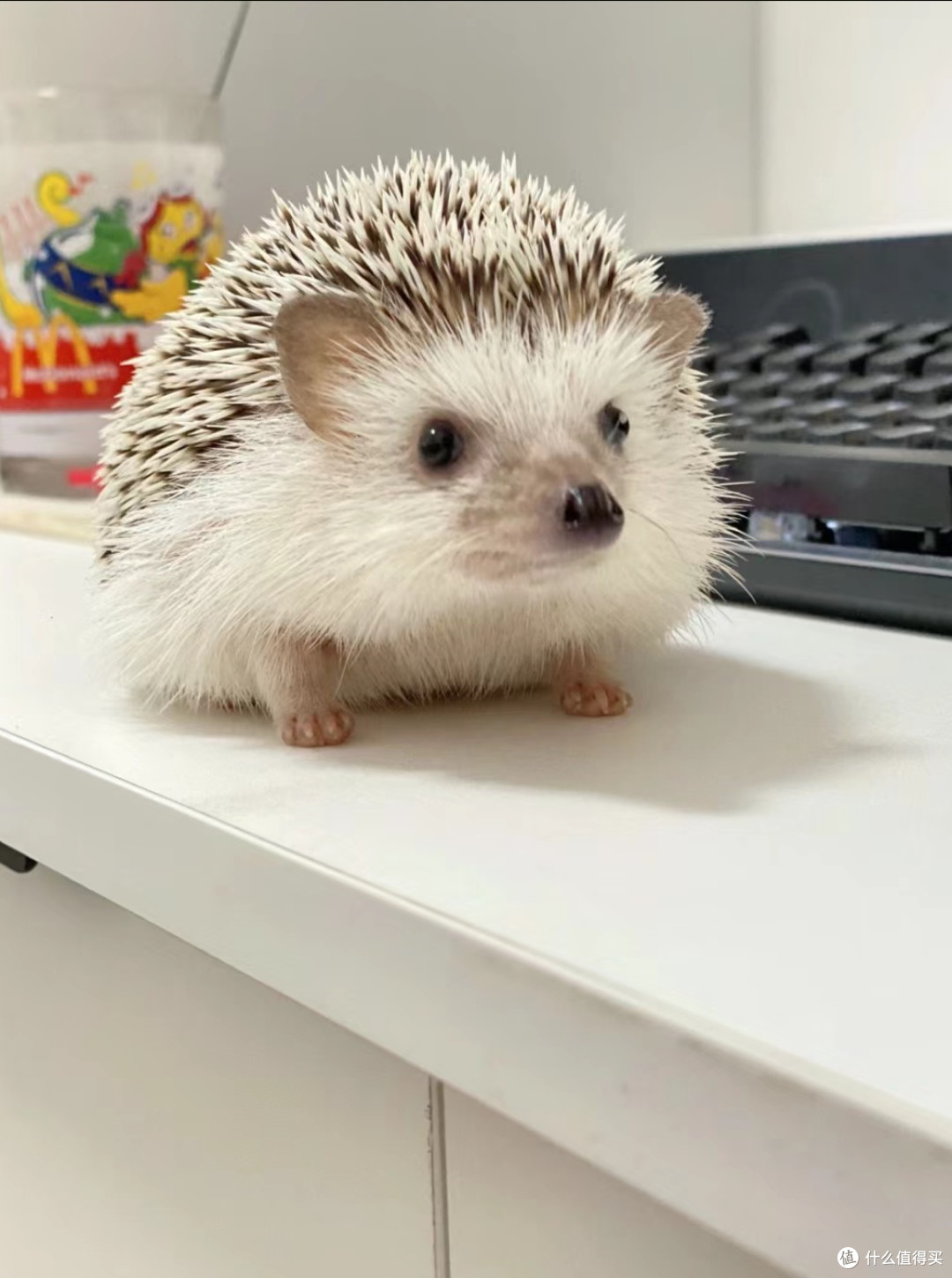 新手必看!养刺猬的五大实用技巧!
