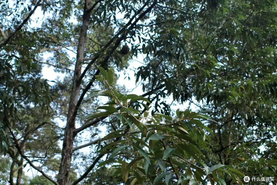 包了一座榴莲庄园，玩了把大的！