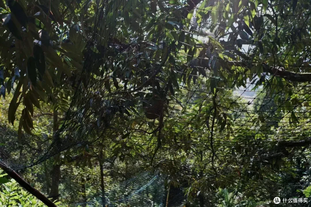包了一座榴莲庄园，玩了把大的！